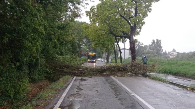 Maltempo a Forlì: il vento abbatte alberi in serie sulle strade - Gallery Maltempo a Forlì: il vento abbatte alberi in serie sulle strade - Gallery