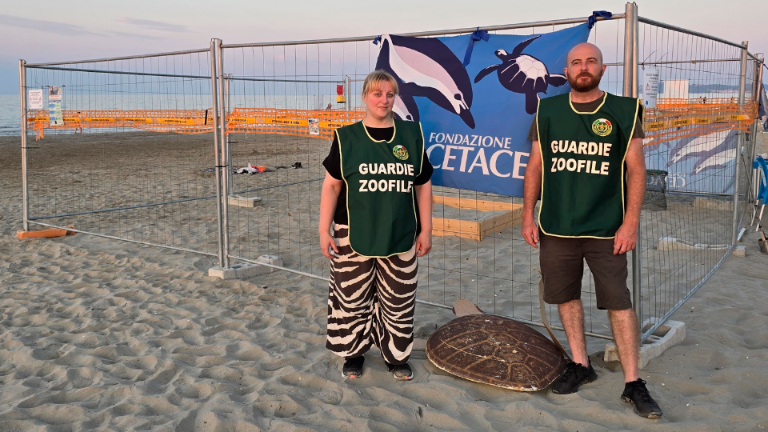 Tartarughe a Riccione, le Guardie Zoofile sorvegliano il nido di Caretta caretta VIDEO Tartarughe a Riccione, le Guardie Zoofile sorvegliano il nido di Caretta caretta VIDEO