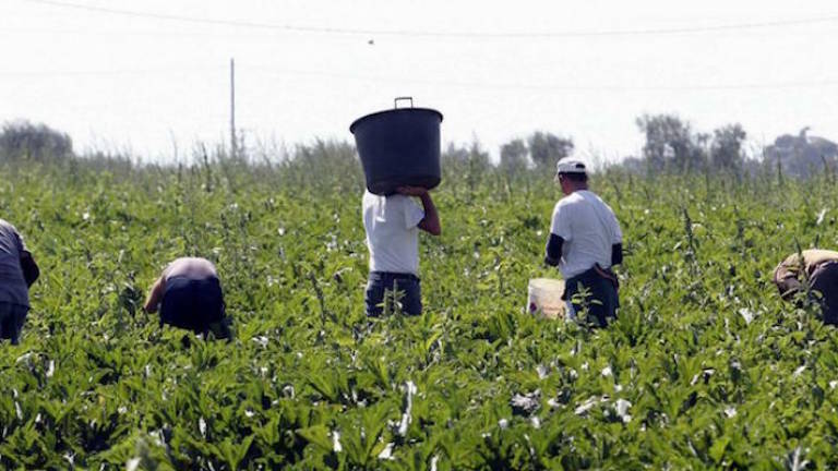Faenza, agricoltura: rete di protezione contro lo sfruttamento e il caporalato Faenza, agricoltura: rete di protezione contro lo sfruttamento e il caporalato