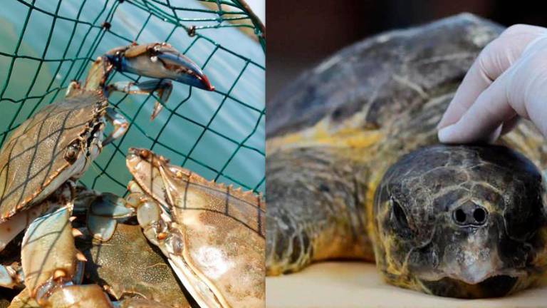 Ravenna, la tartaruga predatrice contro il granchio blu Ravenna, la tartaruga predatrice contro il granchio blu