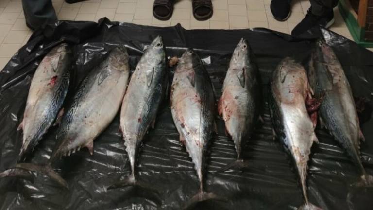 Cesenatico, la Finanza sequestra 40 chili di tonno e li dona alla Caritas di Viserba Cesenatico, la Finanza sequestra 40 chili di tonno e li dona alla Caritas di Viserba