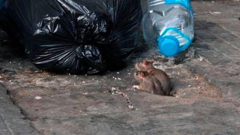 Topi a Cesena vicino alle case: impennata delle vendite delle trappole Topi a Cesena vicino alle case: impennata delle vendite delle trappole