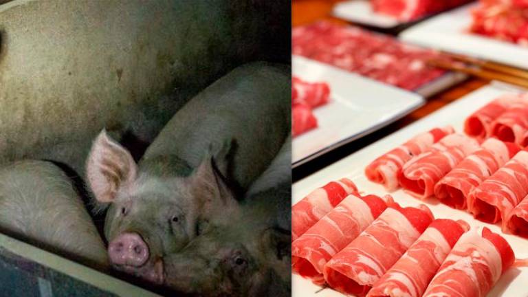 “Prosciutto crudele”: assolti due attivisti ravennati dopo il video sull’allevamento di Bertinoro