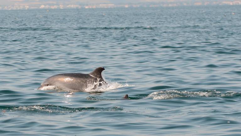 Avvistati 28 delfini lungo la costa romagnola: i risultati di un anno di ricerche esposti a Cattolica VIDEO Avvistati 28 delfini lungo la costa romagnola: i risultati di un anno di ricerche esposti a Cattolica VIDEO
