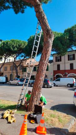 Ravenna, l’assessore Schiano: “Un leccio al posto del pino abbattuto. Si era inclinato, impossibile salvarlo” Ravenna, l’assessore Schiano: “Un leccio al posto del pino abbattuto. Si era inclinato, impossibile salvarlo”