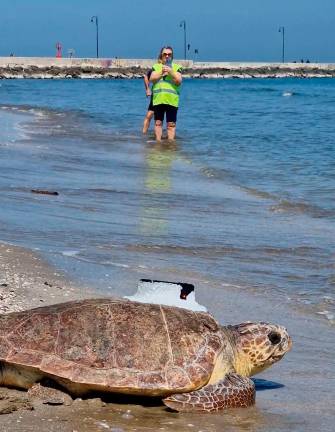 Rimini, “Giornata del Mare”: la tartaruga marina Bruno torna libera tra gli applausi degli studenti - Gallery Rimini, “Giornata del Mare”: la tartaruga marina Bruno torna libera tra gli applausi degli studenti - Gallery
