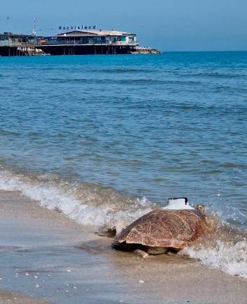 Rimini, “Giornata del Mare”: la tartaruga marina Bruno torna libera tra gli applausi degli studenti - Gallery Rimini, “Giornata del Mare”: la tartaruga marina Bruno torna libera tra gli applausi degli studenti - Gallery