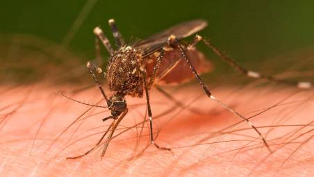Zanzare, salute e malattie, l’Ausl Romagna mobilitata contro la dengue. Vaccino in arrivo. Il porto di Ravenna osservato speciale