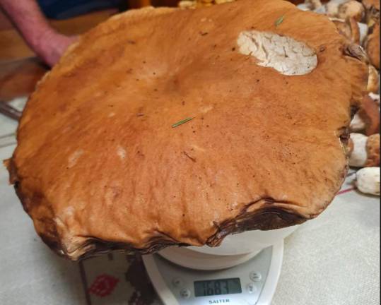 Un fungo porcino di quasi due chili nella maxi raccolta di due forlivesi al Passo dei Mandrioli Un fungo porcino di quasi due chili nella maxi raccolta di due forlivesi al Passo dei Mandrioli