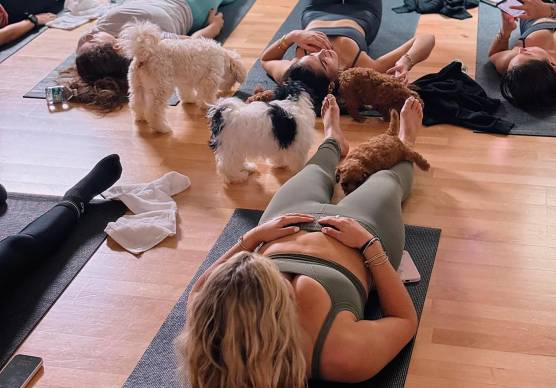 Dal ministero della salute arriva lo stop al puppy yoga
