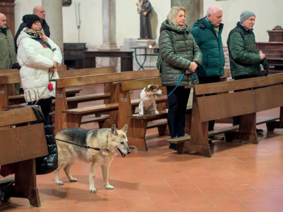 Ravenna, la benedizione degli animali a Sant’Antonio Abate - Gallery Ravenna, la benedizione degli animali a Sant’Antonio Abate - Gallery