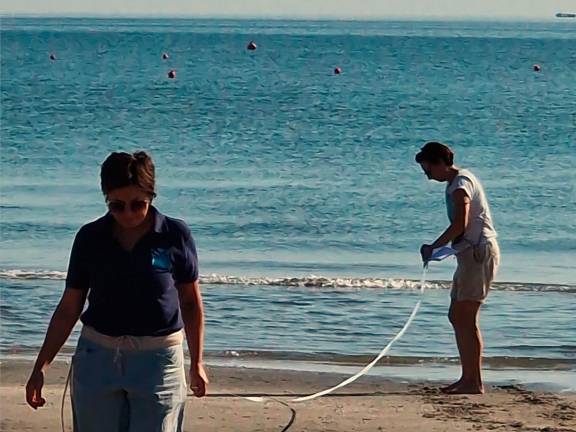 Prima volta nella storia: tartaruga Caretta caretta nidifica a Riccione. VIDEO Prima volta nella storia: tartaruga Caretta caretta nidifica a Riccione. VIDEO