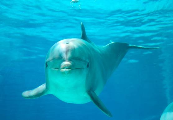 Il delfino Pelè nelle vasche di Oltremare