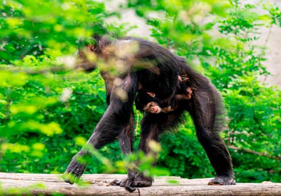 È nato Tom, il cucciolo di scimpanzè al Parco Safari di Ravenna