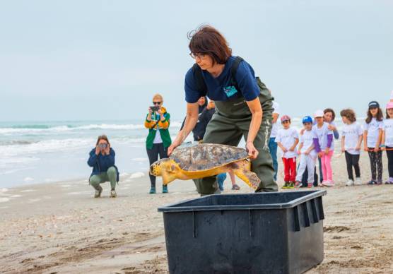Riccione, Namastè torna in mare: liberata la tartaruga adottata dai vincitori di “Una voce per San Marino” VIDEO