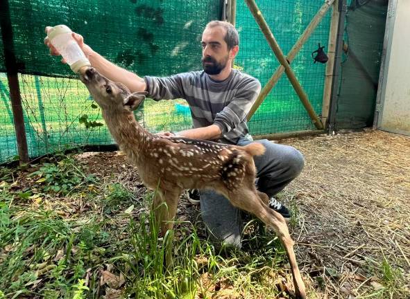 Rimini, la piccola cerva ha perso la mamma e ha trovato un rifugio amorevole al Cras Rimini, la piccola cerva ha perso la mamma e ha trovato un rifugio amorevole al Cras