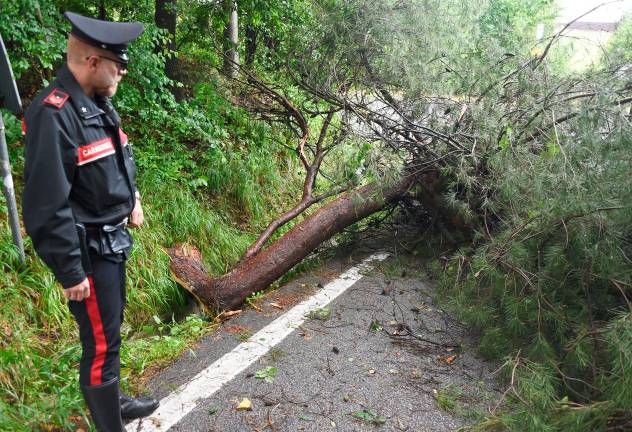 Forti raffiche di vento nella notte a Rimini, crolla un albero in via delle Grazie - Gallery Forti raffiche di vento nella notte a Rimini, crolla un albero in via delle Grazie - Gallery