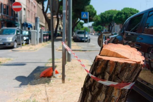 Le operazioni di trazione e poi di rimozione del pino in via Maggiore Le operazioni di trazione e poi di rimozione del pino in via Maggiore