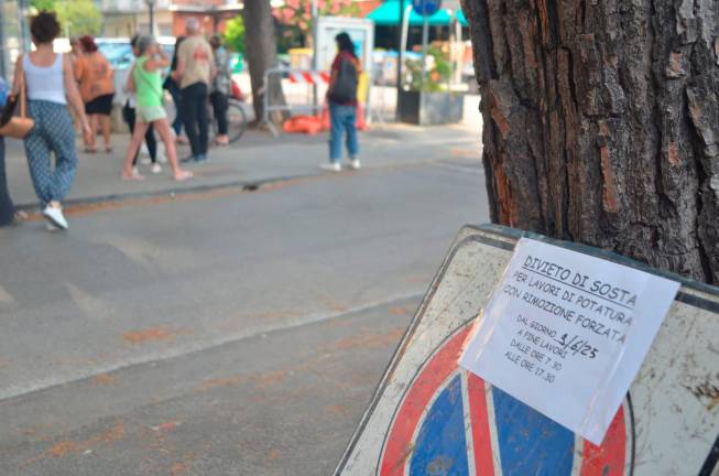 Lido di Savio: due pini da abbattere, monta la protesta di un gruppo di residenti - Gallery Lido di Savio: due pini da abbattere, monta la protesta di un gruppo di residenti - Gallery