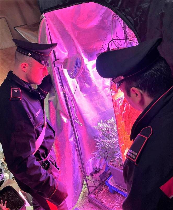 Imola, coltivatore di cannabis e marijuana a fini di spaccio: 43enne arrestato a Castel del Rio