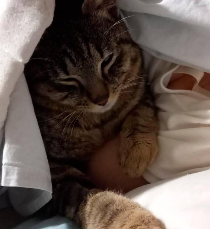Rimini, la vittoria del gattile: Covi è sopravvissuto a un incidente stradale e ora ha trovato una famiglia Rimini, la vittoria del gattile: Covi è sopravvissuto a un incidente stradale e ora ha trovato una famiglia