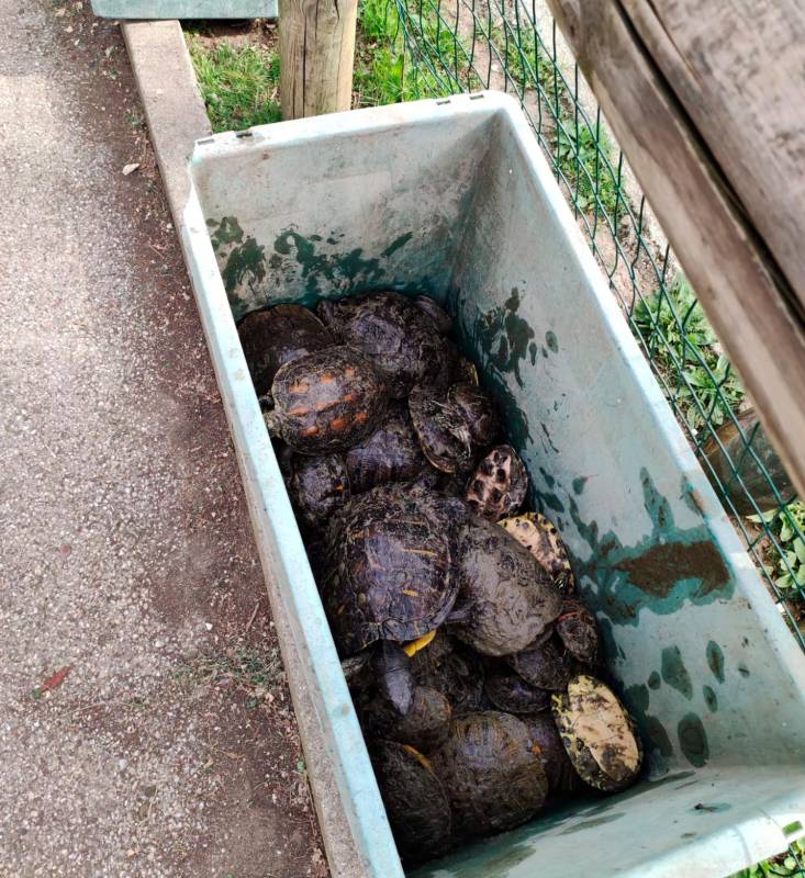 Riccione, ben 75 tartarughe abbandonate al parco: il Comune trova una casa “non abusiva” Riccione, ben 75 tartarughe abbandonate al parco: il Comune trova una casa “non abusiva”