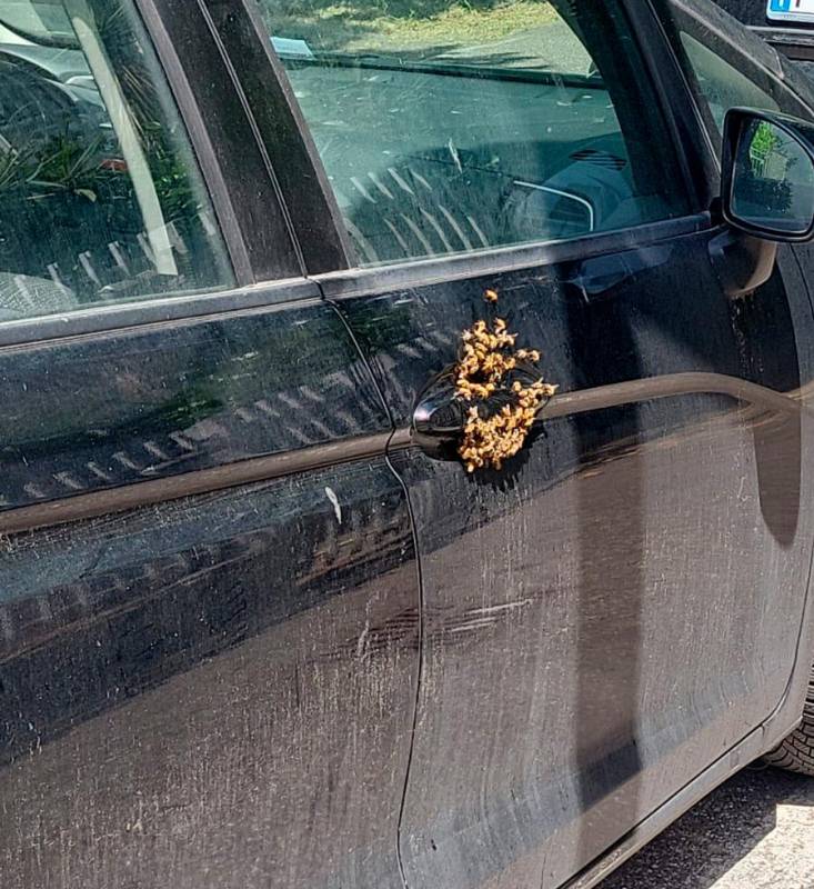 Rimini, le api scelgono la maniglia dell’auto come alveare Rimini, le api scelgono la maniglia dell’auto come alveare