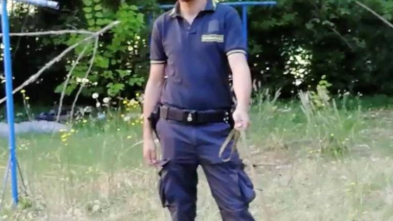 Santarcangelo, capriolo tra le case catturato e riportato nei boschi Santarcangelo, capriolo tra le case catturato e riportato nei boschi