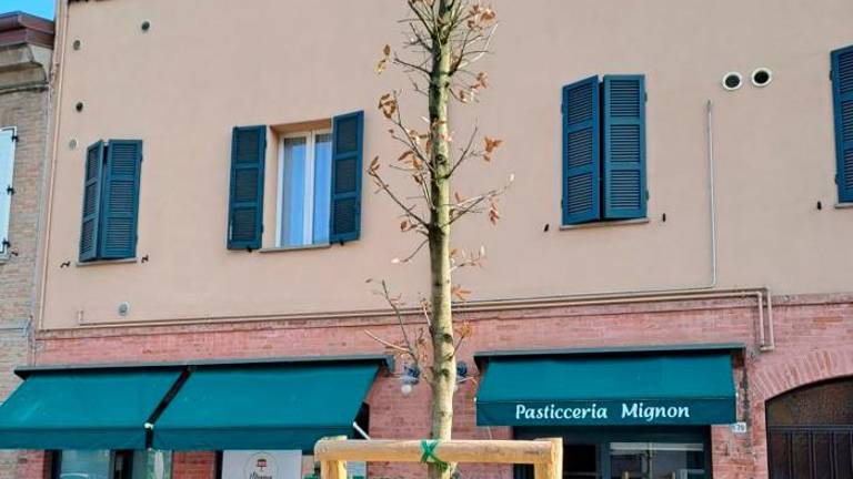 Lista per Ravenna: «Sono già secchi i lecci che hanno sostituito i pini di via Maggiore» Lista per Ravenna: «Sono già secchi i lecci che hanno sostituito i pini di via Maggiore»
