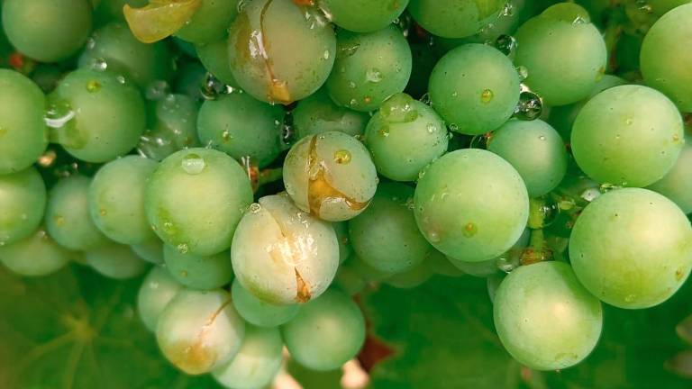 La grandine caduta ieri e gli effetti sulle coltivazioni La grandine caduta ieri e gli effetti sulle coltivazioni