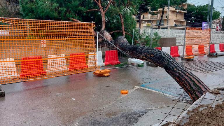 Riccione, crolla un pino durante le verifiche in viale dei Mille: corse del Metromare fermate Riccione, crolla un pino durante le verifiche in viale dei Mille: corse del Metromare fermate