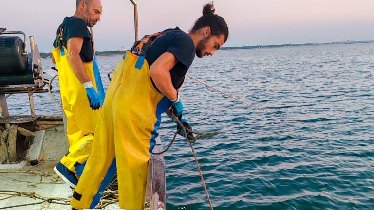 In Romagna la “nursery” dello squalo grigio. La “sala parto” in mare tra Cervia e Marina di Ravenna In Romagna la “nursery” dello squalo grigio. La “sala parto” in mare tra Cervia e Marina di Ravenna