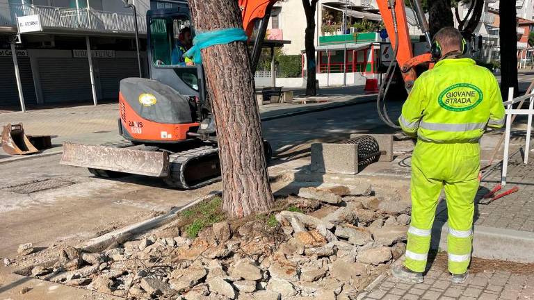 Esposti in procura per i pini di Lido di Savio: «Alberi danneggiati dalle prove di trazione» Esposti in procura per i pini di Lido di Savio: «Alberi danneggiati dalle prove di trazione»