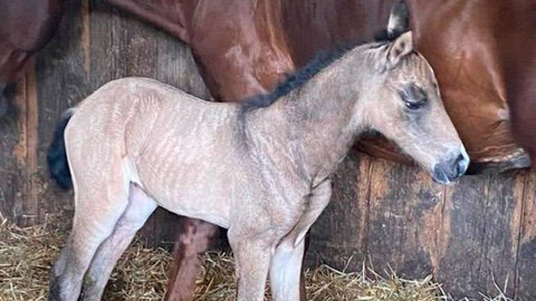 La piccola Cataleya razza Azteca che si ottiene incrociando cavalli Andalusi con Quarter Horse e Criollos La piccola Cataleya razza Azteca che si ottiene incrociando cavalli Andalusi con Quarter Horse e Criollos