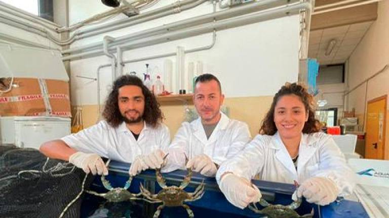 I biologi marini con i granchi blu I biologi marini con i granchi blu