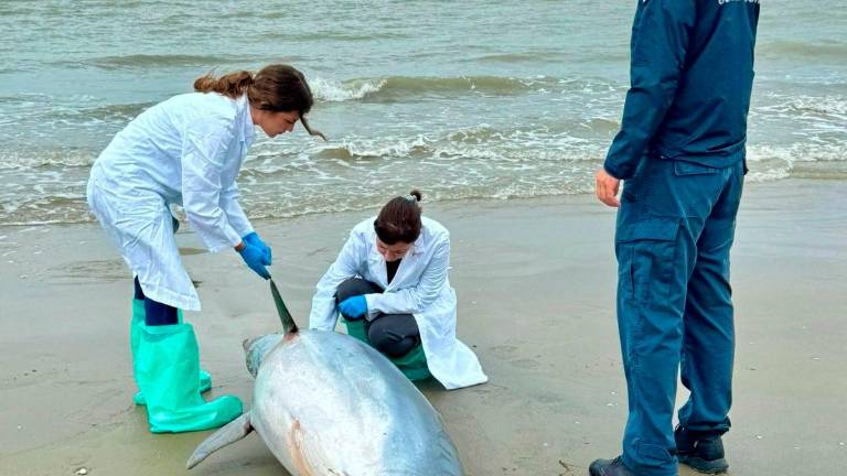 Cesenatico, delfino morto in spiaggia Cesenatico, delfino morto in spiaggia