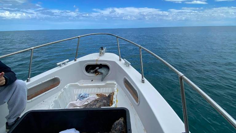 La tartaruga ferita dalle lenze e curata a Riccione torna in mare e ispira un cartone animato La tartaruga ferita dalle lenze e curata a Riccione torna in mare e ispira un cartone animato