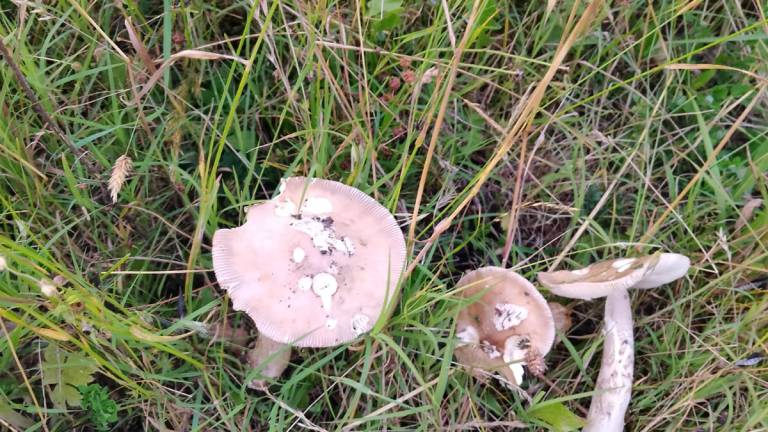 Funghi tossici, pazienti in pronto soccorso. Ausl Romagna riapre gli sportelli micologici Funghi tossici, pazienti in pronto soccorso. Ausl Romagna riapre gli sportelli micologici