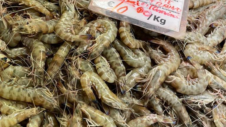 Riapertura della pesca, ottimi prezzi e abbondanza al Mercato coperto di rimini Riapertura della pesca, ottimi prezzi e abbondanza al Mercato coperto di rimini