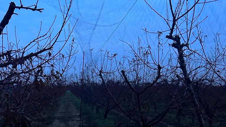 Cesena, bracconiere stende una maxi-rete per gli uccelli: scatta la denuncia - Gallery Cesena, bracconiere stende una maxi-rete per gli uccelli: scatta la denuncia - Gallery