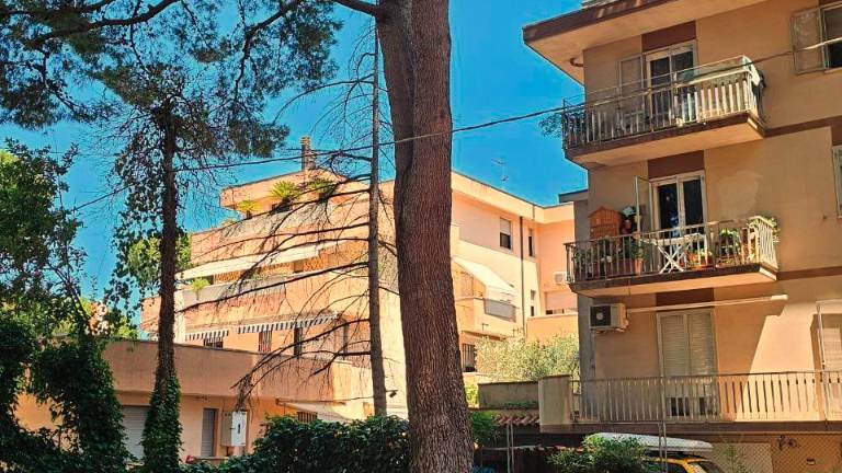 Il pino al centro del dibattito Il pino al centro del dibattito