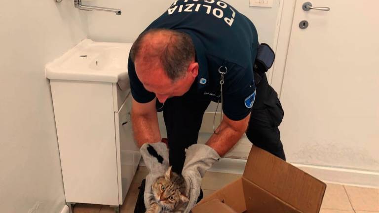Castel Guelfo. Polizia locale salva un gatto ferito, ritrovati i proprietari Castel Guelfo. Polizia locale salva un gatto ferito, ritrovati i proprietari