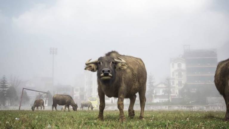 Novafeltria, allevatore muore incornato dal toro Novafeltria, allevatore muore incornato dal toro