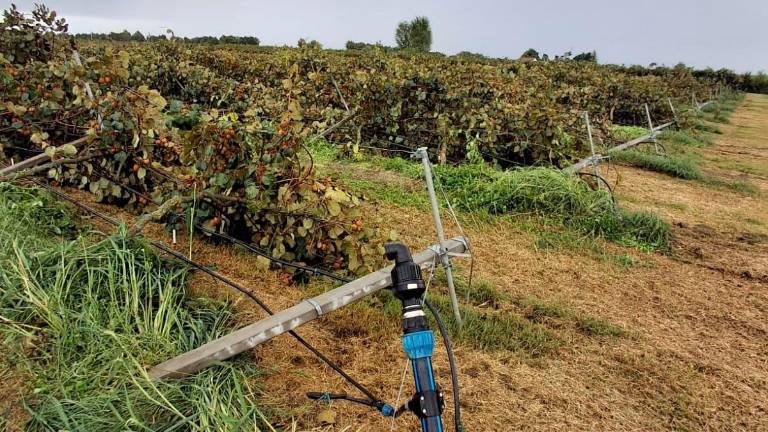 Forlì, gli agricoltori fa i conti con i danni da maltempo Forlì, gli agricoltori fa i conti con i danni da maltempo