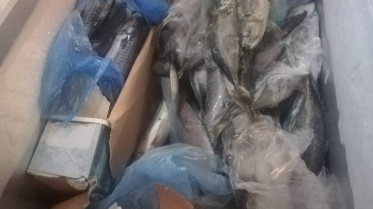 Faenza, vendevano carne e pesce senza permessi Faenza, vendevano carne e pesce senza permessi
