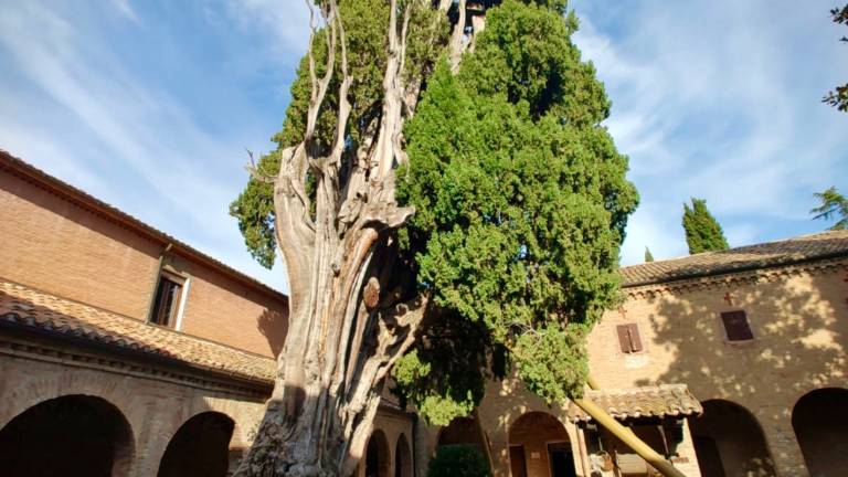 Romagna: alberi monumentali, la Regione stanzia 235mila euro per la tutela Romagna: alberi monumentali, la Regione stanzia 235mila euro per la tutela