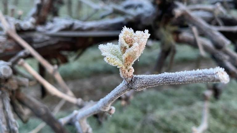 Agricoltura, a giugno i ristori per le gelate della primavera 2020 Agricoltura, a giugno i ristori per le gelate della primavera 2020