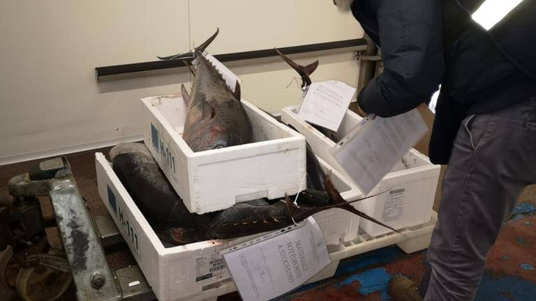 Pesca, multe per decine di migliaia di euro e sequestri di pesce Pesca, multe per decine di migliaia di euro e sequestri di pesce