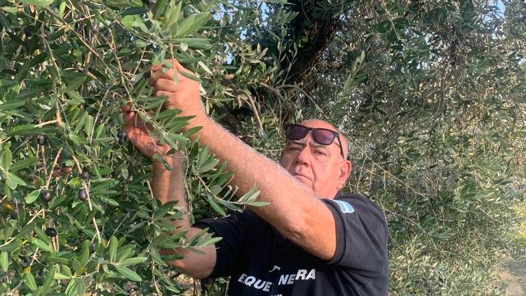 Forlì. Crescono gli ettari di olivi, la scommessa vinta di Tumidei: da 23 a 15mila piante Forlì. Crescono gli ettari di olivi, la scommessa vinta di Tumidei: da 23 a 15mila piante