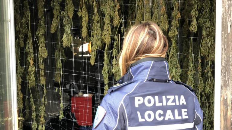 Gatteo, scoperto essiccatoio di cannabis con 1.800 piante Gatteo, scoperto essiccatoio di cannabis con 1.800 piante
